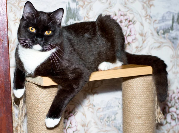 Büyük siyah bicolor İskoç heteroseksüel kedi tırmalama direğinde, temalı kedi ve kediler evde, resimlerini ve hayatlarını evcilleştiriyorlar.