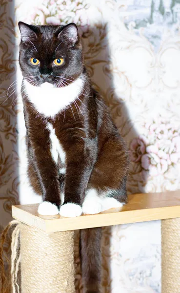 large dark brown bicolor Scottish cat is sitting on a scratching post, the theme is cats and cats in the house, pets their photos and their lives