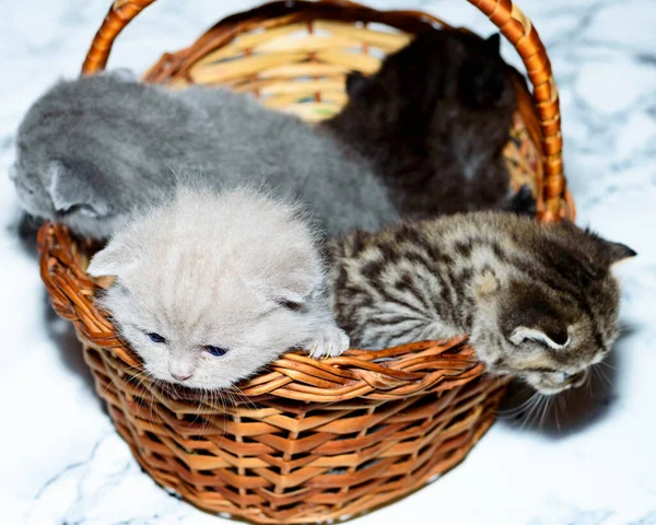 Cztery Kolory Niebieski Płowy Brązowy Kocięta Tabby Koszyku Kotek Domowych — Zdjęcie stockowe