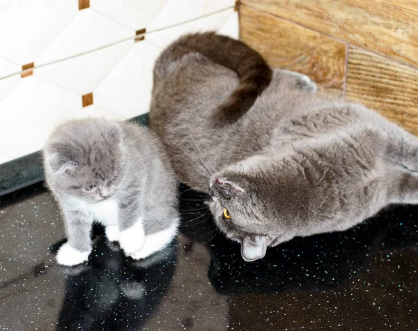 苏格兰猫躺在台子上 在厨房里和一只家猫玩耍 这是家猫和小猫的主题 — 图库照片