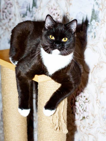 large dark brown bicolor Scottish cat lies on a scratching post, the theme is cats and cats in the house, pets their photos and their life