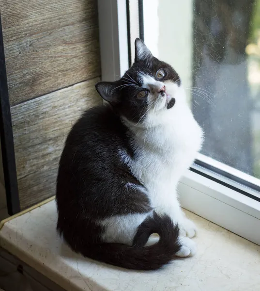 Gattino Scozzese Bicolore Alla Finestra Gattino Domestico Gatti Gattini Tema — Foto Stock