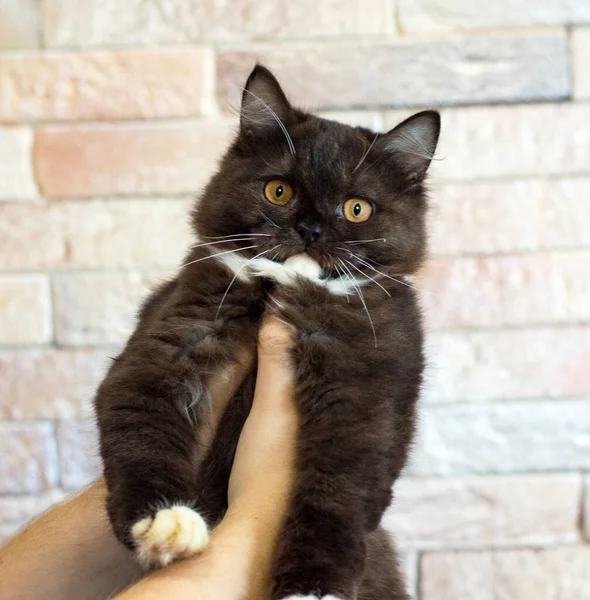 Ciemnobrązowy Dwukolorowy Szkocki Prosto Highland Kotek Ręku Koty Tematyczne Koty — Zdjęcie stockowe