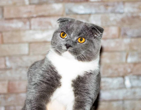 Vacker Blå Bicolor Skotsk Vika Katt Bakgrunden Tegelvägg Temat Katter — Stockfoto