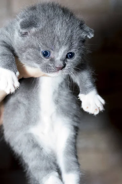 Pequeño Gatito Escocés Bicolor Las Manos Tema Los Gatos Gatos —  Fotos de Stock