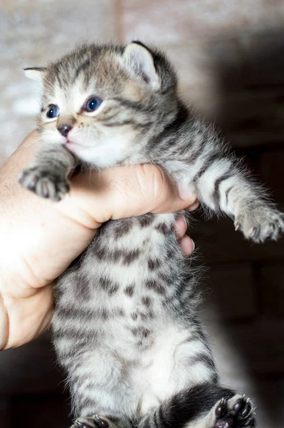 Scottish Tiny Tiger Colored Tabi Gold Kitten Hands Theme Cats — Stock Photo, Image