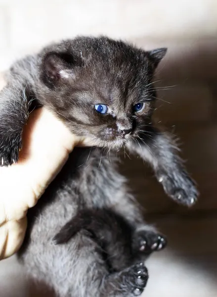 Pequeño Gatito Marrón Escocés Las Manos Tema Los Gatos Gatos —  Fotos de Stock