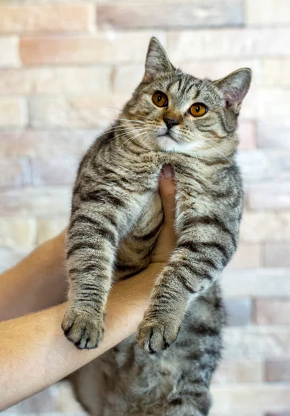 家の中の猫や猫のテーマ ペットの写真 そして彼らの人生の背景にある彼の手にスコットランドの黄金のトラのタビー猫 — ストック写真