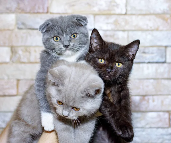 Three Scottish Kittens Brown Blue Cream Hands Background Wall Theme — Stock Photo, Image
