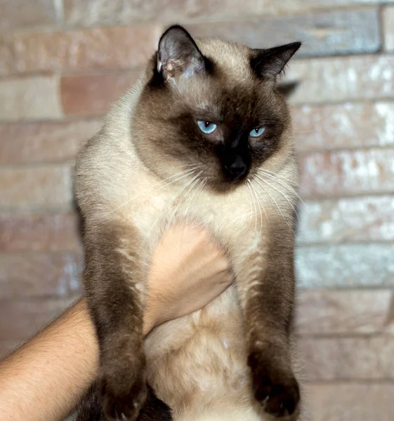 Tajski Piękny Duży Kot Jego Rękach Tle Ściany Temat Kotów — Zdjęcie stockowe