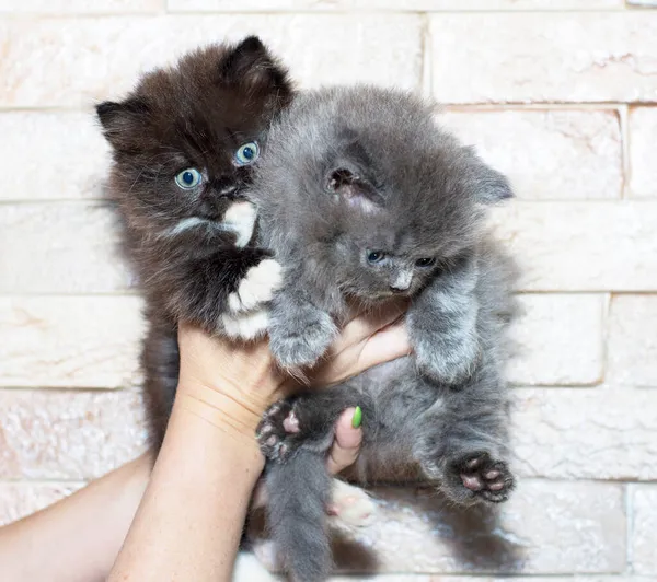 Dwa Szkockie Kociaki Proste Highland Niebieskimi Oczami Dłoniach Tle Ściany — Zdjęcie stockowe