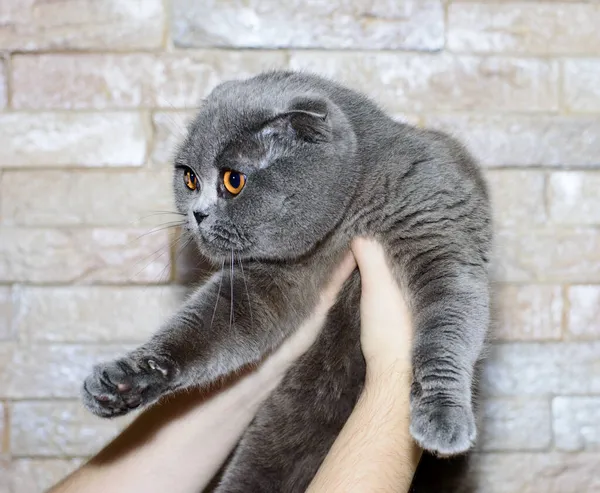 Bonito Azul Clássico Escocês Dobra Gato Suas Mãos Fundo Parede — Fotografia de Stock