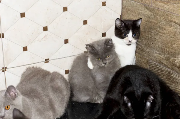 Grupo Grandes Gatitos Escoceses Cocina Gatito Doméstico Tema Gatos Gatitos —  Fotos de Stock