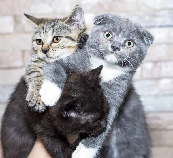 家の中の猫や猫のテーマ ペットの写真 そして彼らの人生を背景に スコットランドの子猫3匹が茶色 虎を手にしています — ストック写真