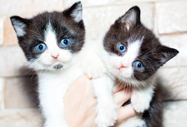Two Colored Scottish Kittens Blue Eyes Hands Background Wall Theme — Stock Photo, Image
