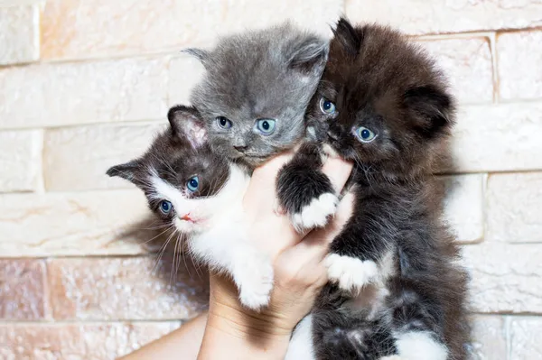 Trzy Szkockie Kociaki Proste Highland Niebieskimi Oczami Dłoniach Tle Ściany — Zdjęcie stockowe