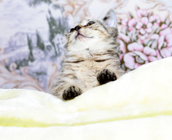 Beautiful Tiger Scottish Kitten Golden Chinchilla Lying Bed Theme Cats — Stock Photo, Image