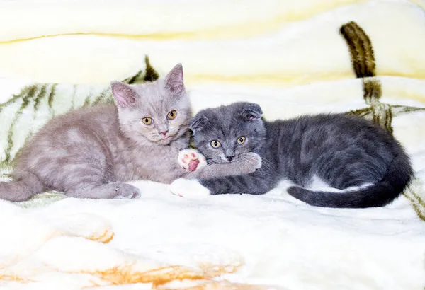 Fawn Schotse Straight Scotish Fold Bicolor Blauwe Kittens Liggen Een — Stockfoto