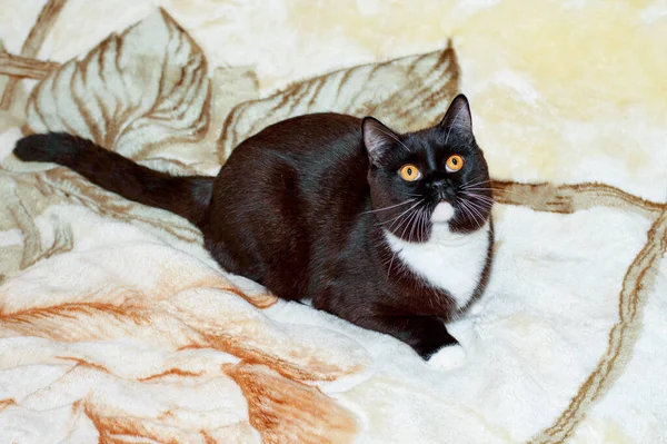 Stor Bicolor Brun Katt Rutig Tema Katter Och Katter Huset — Stockfoto
