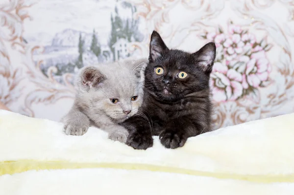 两只漂亮的英国小猫躺在毛毯上 主题是猫和猫在屋里 爱抚它们的照片和生活 — 图库照片