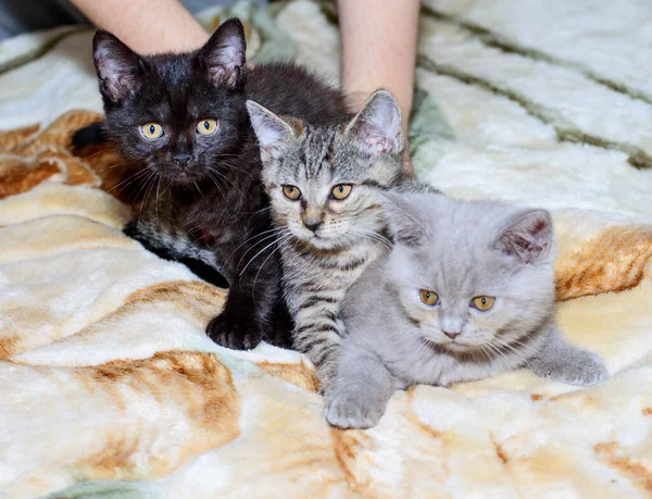 Trzy Piękne Szkockie Koty Brązowe Tabby Krem Kratę Koty Tematyczne — Zdjęcie stockowe