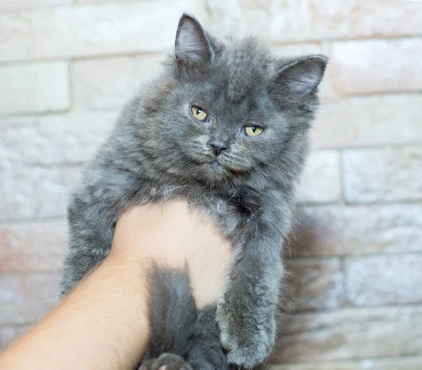 Big Grey Scottish Highland Straight Kitten His Hands Background Wall — Stock Photo, Image