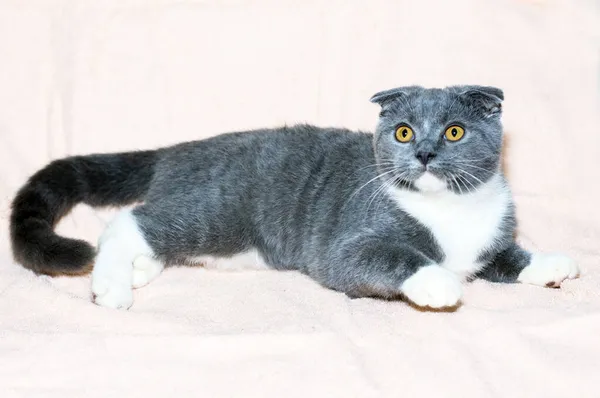 Krásná Skotská Skládací Dvoubarevná Modrá Kočka Leží Lehkém Lůžku Téma — Stock fotografie