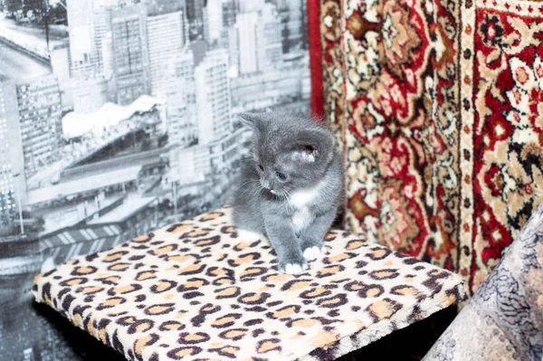 a small bicolor kitten on a scratching post, on a carpet background, the theme of domestic cats and kittens