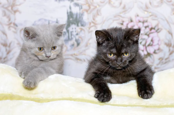 Gatinhos Retos Escoceses Fawn Marrom Estão Deitados Cobertor Tema Gatos — Fotografia de Stock