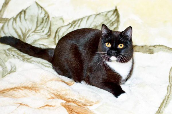 Stor Bicolor Brun Skotsk Rak Katt Filt Tema Katter Och — Stockfoto