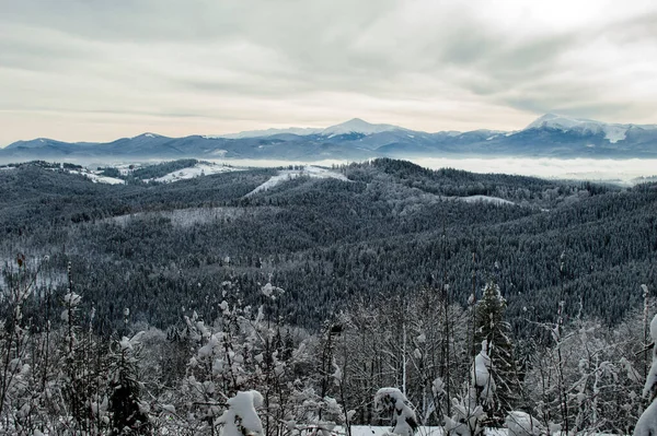 Piękna Panorama Lasów Górskich Temat Sportów Górskich Narciarstwo Bukowel Karpaty — Zdjęcie stockowe