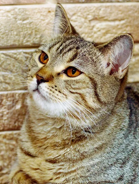 Portrait Chat Chinchilla Tabby Doré Sur Fond Mur Briques Chats — Photo