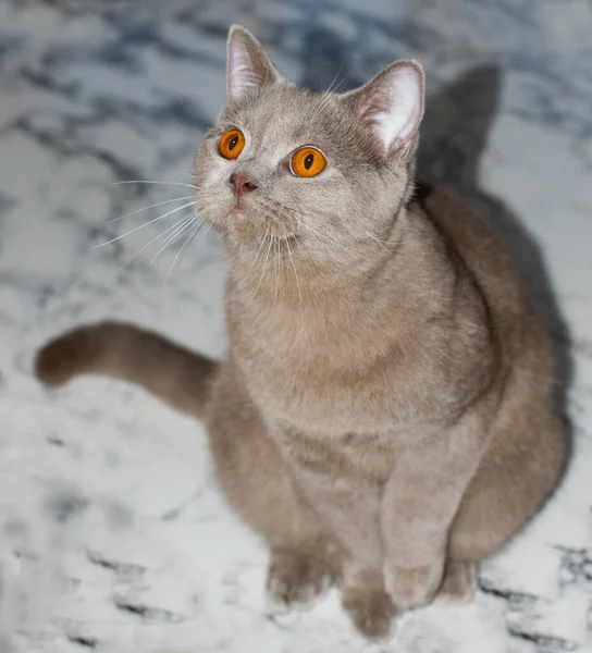 Skotsk Fawn Katt Ett Marmorbord Katter Och Katter Huset Husdjur — Stockfoto