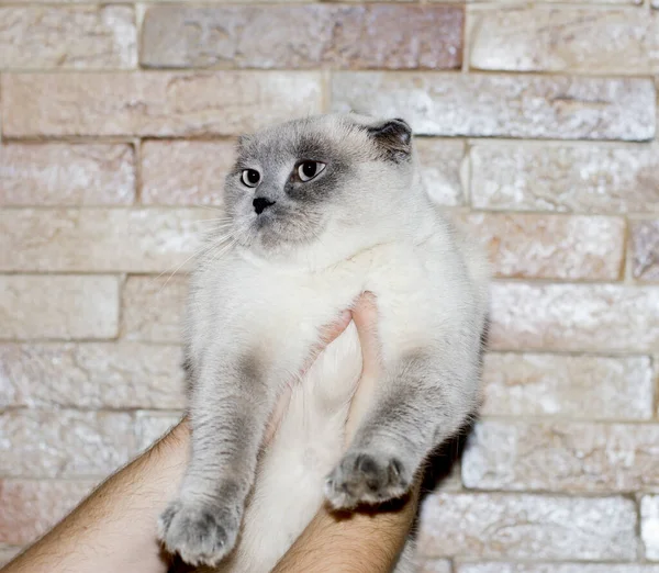 Las Manos Retrato Gato Blanco Escocés Sobre Fondo Una Pared —  Fotos de Stock