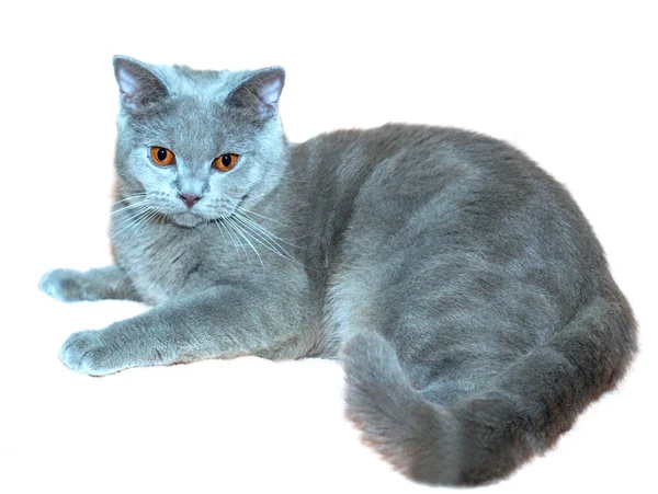 Skotská Kočičí Barva Fawn Portrét Izolát Kočky Koťata Kočky Domě — Stock fotografie