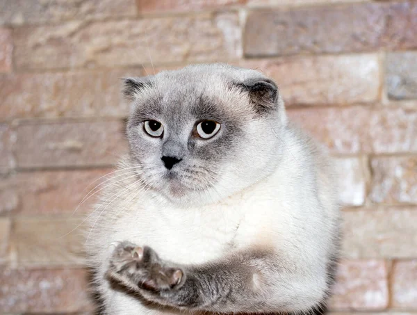 Scotish Fold White Blue Point Cat Background Brick Wall Cats — Stock Photo, Image