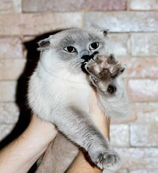 Nas Mãos Gato Escocês Branco Fundo Uma Parede Tijolo Gatos — Fotografia de Stock