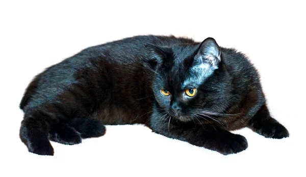 Scottish Straight Cat Dark Color Portrait Cats Kittens Cats House — Stockfoto