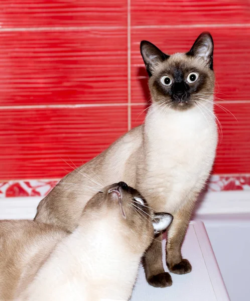Para Miłości Tajski Kot Kot Koty Kocięta Koty Domu Zwierzęta — Zdjęcie stockowe