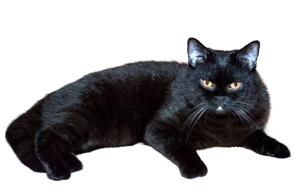 Retrato Gato Preto Direto Escocês Gatos Gatinhos Gatos Casa Animais — Fotografia de Stock