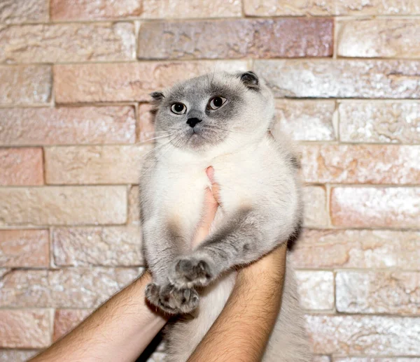 Mãos Belo Gato Escocês Branco Fundo Uma Parede Tijolo Gatos — Fotografia de Stock
