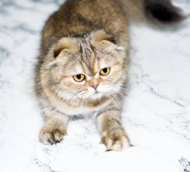  Mermer arka plandaki tüylü altın çinçilya kedisi, evde kedi, kedi ve kedi teması, resimlerini ve hayatlarını sevmek.