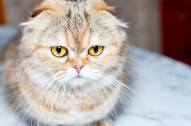 Altın sarısı bir çinçilya kedisinin portresi. Uzun saçlı kedi, kedi, kedi ve kedi teması. Fotoğraflarını ve hayatlarını evcil hayvan gibi seviyorlar.