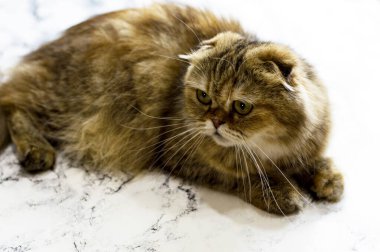 Altın sarısı uzun saçlı çinçilya kedisinin güzel yakın çekimi mermer bir arka planda, kedi, kedi ve kedi teması, resimlerini ve hayatlarını evcil hayvan