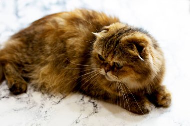 İskoç kıvrımlı altın çinçilya kedisi, kedi, kedi ve kedi teması, resimlerini ve hayatlarını evcil hayvan