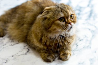 Altın Tepe tüylü çinçilya kedisi mermer arka planda, temalı kediler, kediler ve kediler evde, resimlerini ve hayatlarını evcilleştiriyorlar.