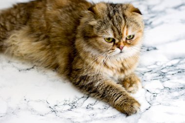 Altın tüylü çinçilya kedisi mermer arka planda, temalı kediler, kediler ve kediler evde, resimlerini ve hayatlarını sevdiler.