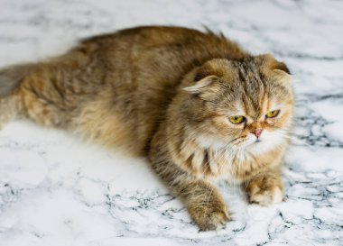 Güzel tüylü altın çinçilya kedisi mermer arka planda, temalı kediler, kediler ve kediler evde, resimlerini ve hayatlarını evcilleştiriyorlar.