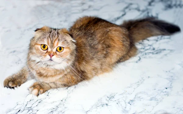 毛绒绒的金丝雀猫 背景大理石 主题猫 猫和猫在房子里 宠物他们的照片和生活 — 图库照片