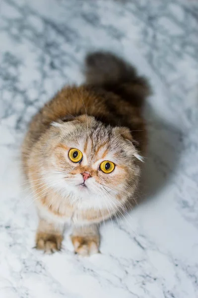 Highland Μακριά Μαλλιά Χρυσή Γάτα Chinchilla Μαρμάρινο Φόντο Θέμα Γάτες — Φωτογραφία Αρχείου